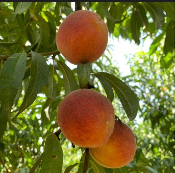 Dickey Farms famous FARM FRESHGEORGIA PEACHES - Image 3